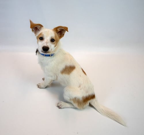 TURNER - Jack Russell Terrier / Spaniel available for adoption