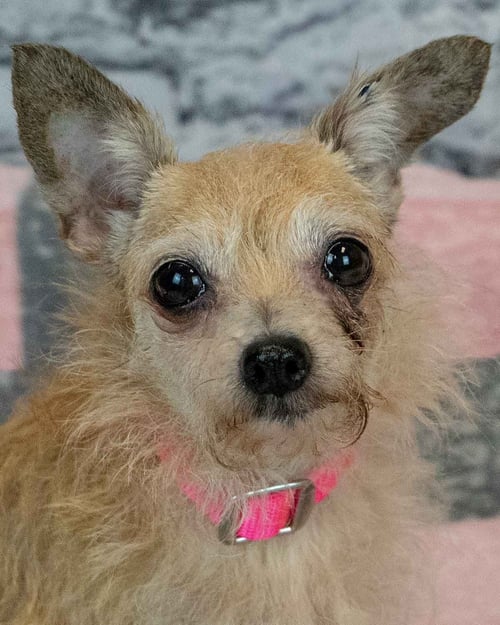 FELICIA - Terrier / Chihuahua available for adoption