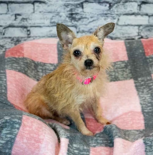 FELICIA - Terrier / Chihuahua available for adoption