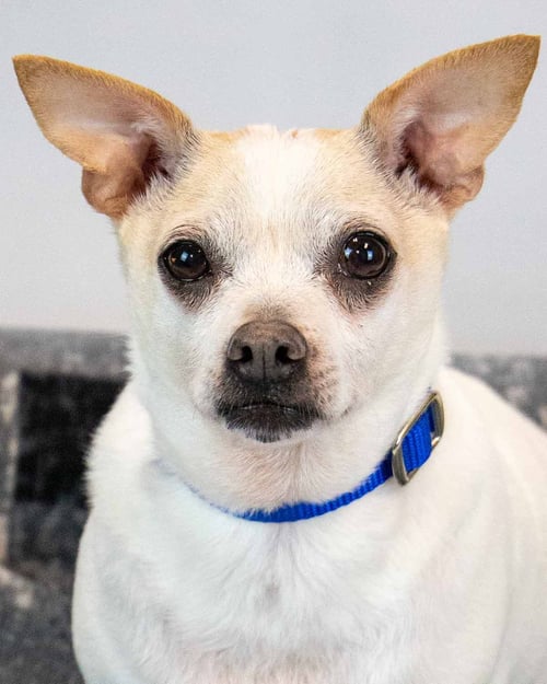 CHEWY - Chihuahua available for adoption