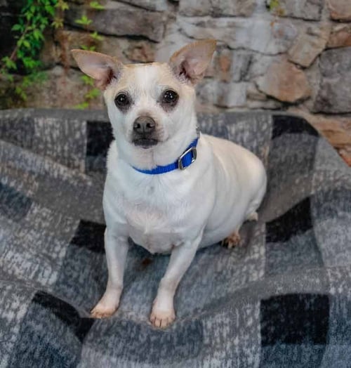 CHEWY - Chihuahua available for adoption