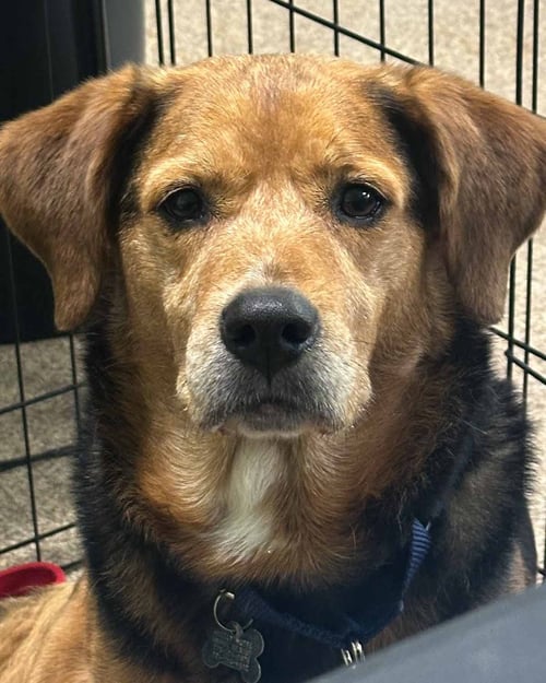 JOHN HENRY - Basset Hound / Beagle available for adoption