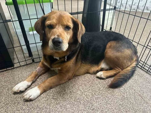 JOHN HENRY - Basset Hound / Beagle available for adoption