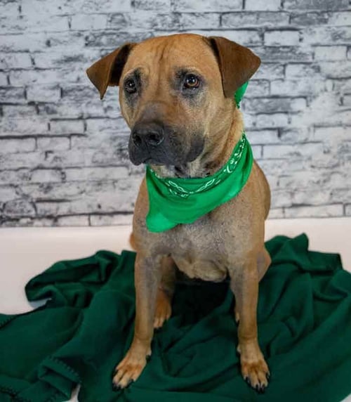 ROADIE - Labrador Retriever available for adoption