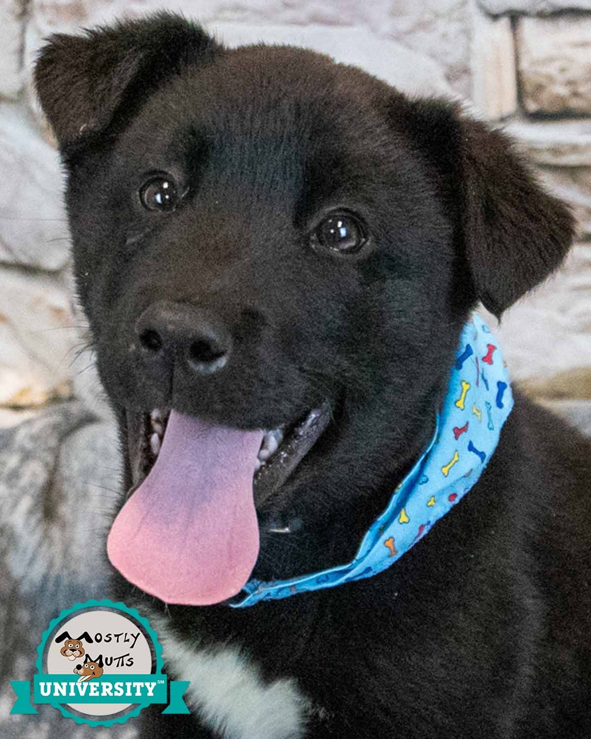 EGGS - Husky / Shepherd available for adoption