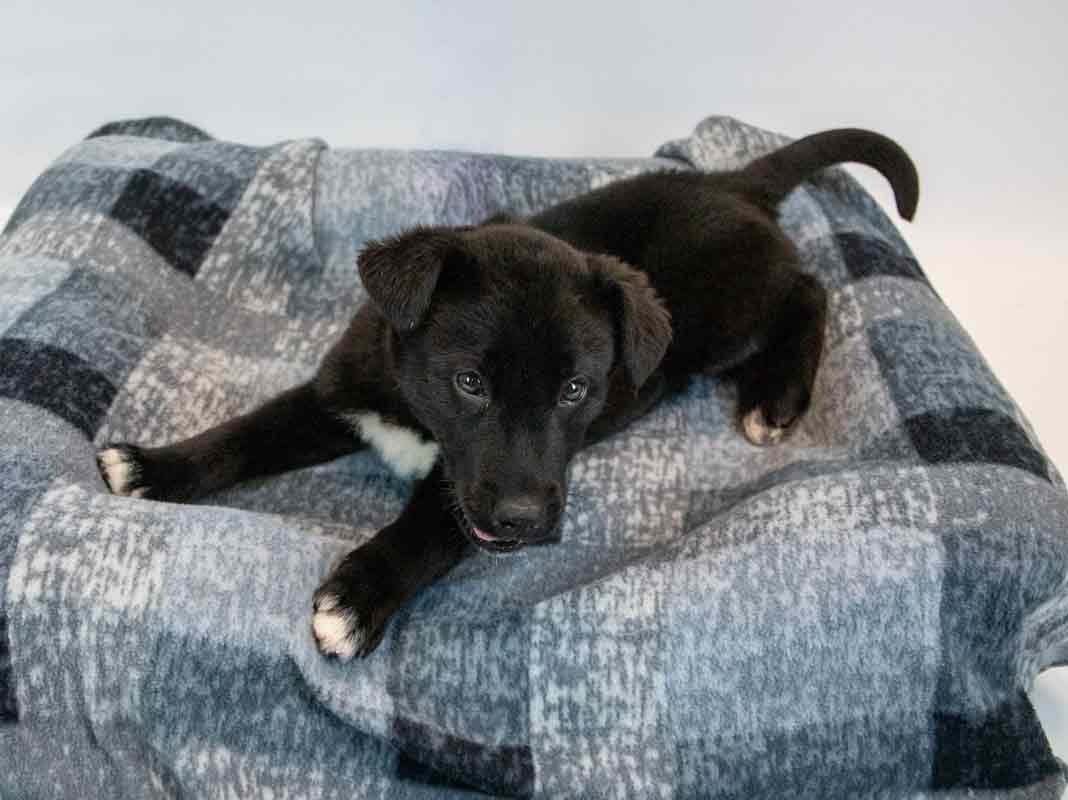 EGGS - Husky / Shepherd available for adoption