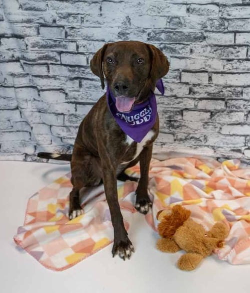 EEVIE - Hound available for adoption