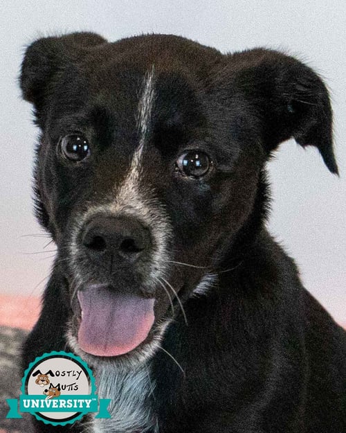 KORRA - Labrador Retriever available for adoption