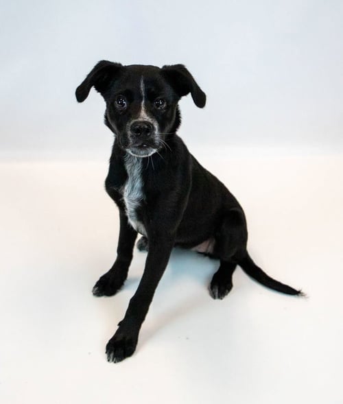 KORRA - Labrador Retriever available for adoption