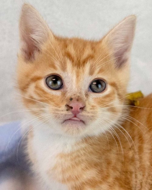 FRANCISCO - Domestic Short Hair / Tabby available for adoption