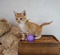 Francisco - Photo 8