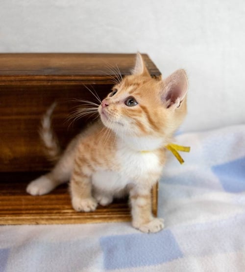FRANCISCO - Domestic Short Hair / Tabby available for adoption