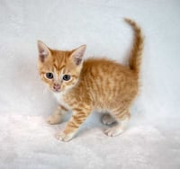 Francisco - Photo 3