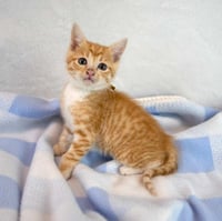 Francisco - Photo 4