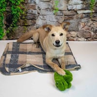 Duke - Photo 4