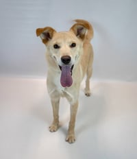 Duke - Photo 5