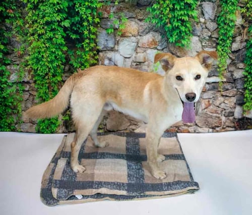 DUKE - Retriever available for adoption