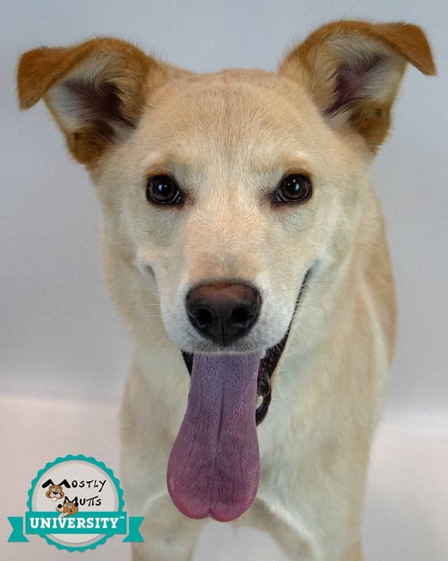 DUKE - Retriever available for adoption