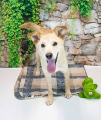 Duke - Photo 3