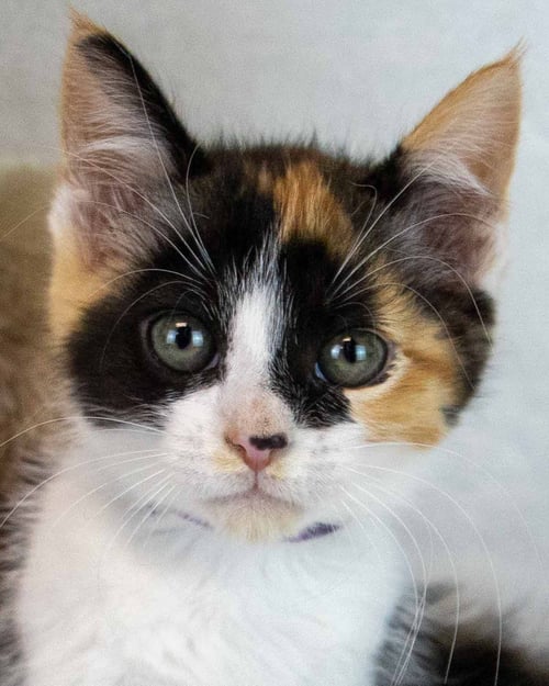 CLARABELLE - Domestic Short Hair / Calico for adoption in Atlanta