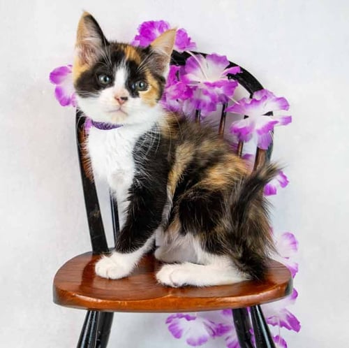 CLARABELLE - Domestic Short Hair / Calico available for adoption