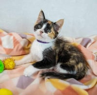 Clarabelle - Photo 3