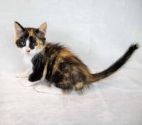 Clarabelle - Photo 4