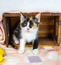 Clarabelle - Photo 5