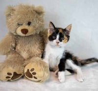 Clarabelle - Photo 6