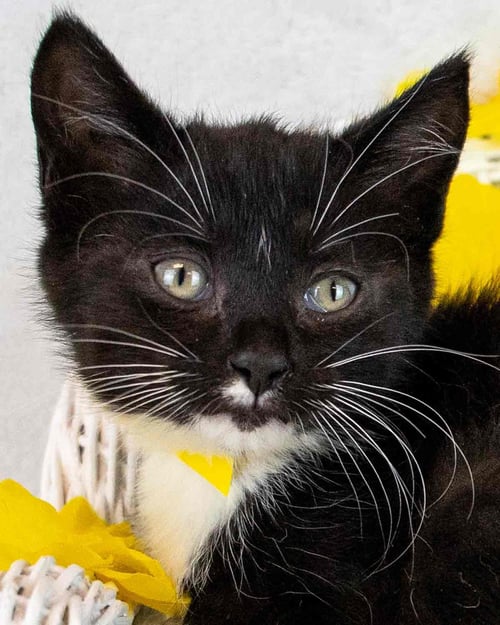 CHERRY - Domestic Short Hair / Tuxedo for adoption in Atlanta