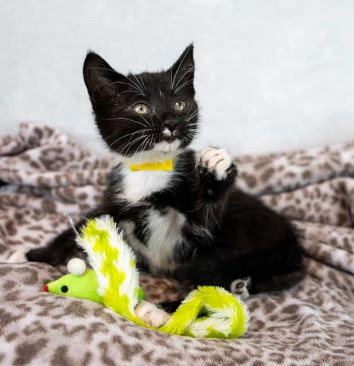 CHERRY - Domestic Short Hair / Tuxedo available for adoption