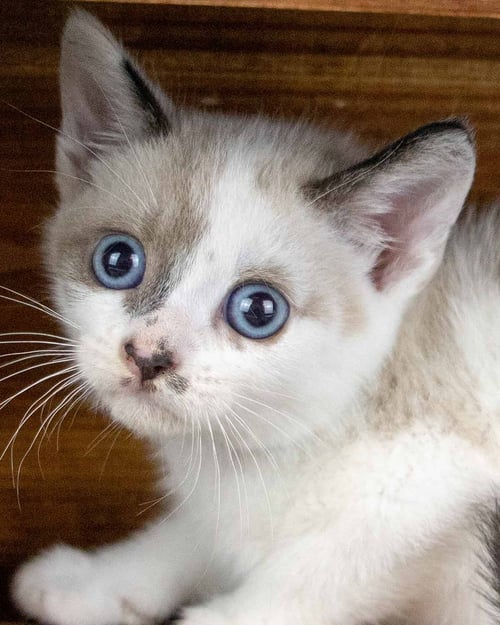 POSH - Domestic Short Hair / Dilute Calico available for adoption