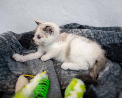 POSH - Domestic Short Hair / Dilute Calico available for adoption