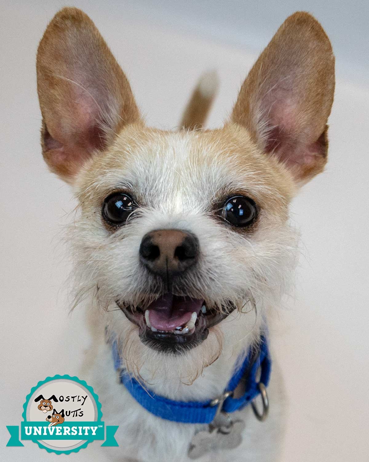 SAMUEL - Terrier available for adoption