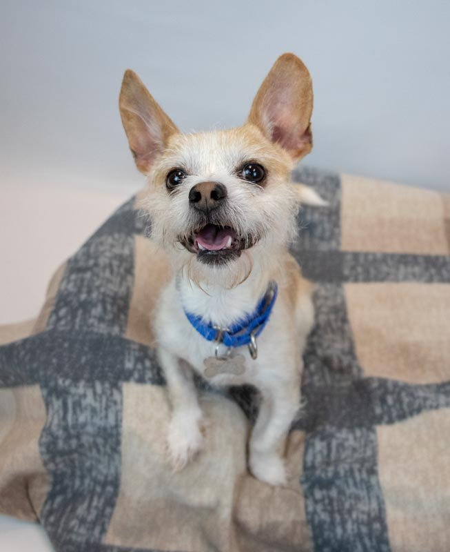 SAMUEL - Terrier available for adoption