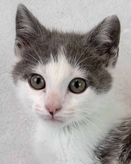 CHUCKIE - Domestic Short Hair available for adoption