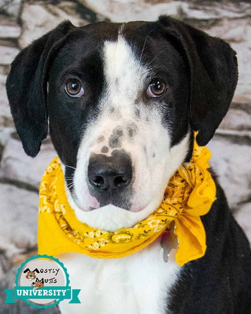 MONICA - Hound available for adoption