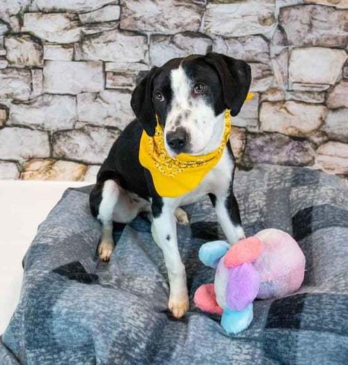 MONICA - Hound available for adoption