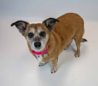 Daisey - Photo 3