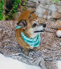 Daisey - Photo 4