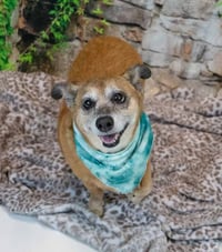 Daisey - Photo 5
