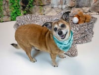 Daisey - Photo 2