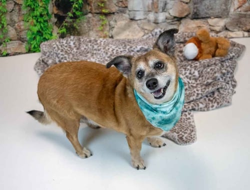 DAISEY - Dachshund / Corgi available for adoption