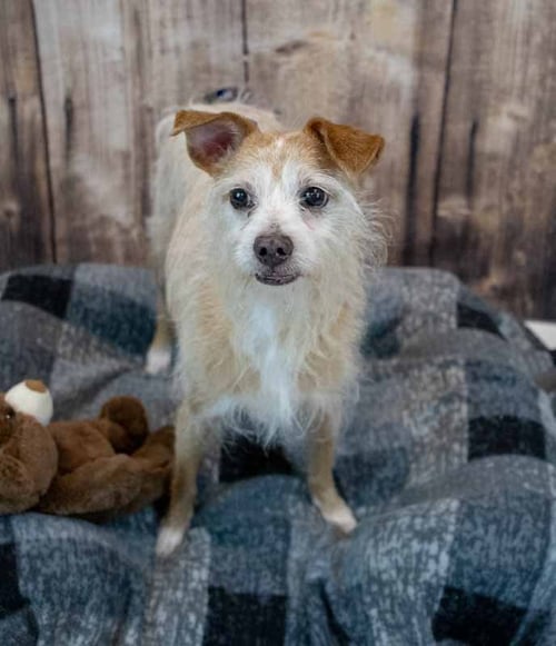 LUKE - Terrier available for adoption