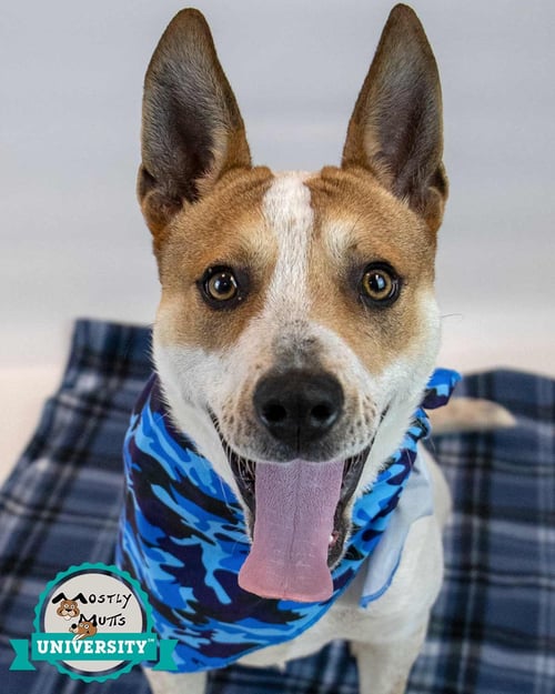 CODY - Cattle Dog available for adoption