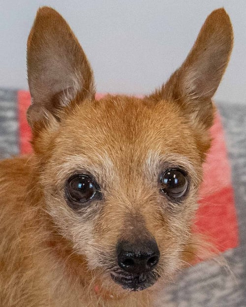 DONNA - Chihuahua available for adoption