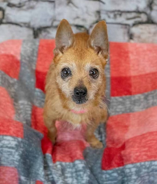 DONNA - Chihuahua available for adoption