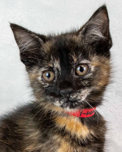 LAUREN - Domestic Short Hair / Tortoiseshell available for adoption