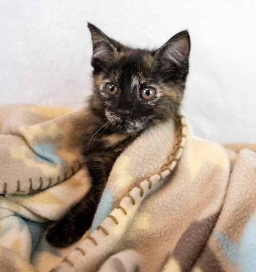 LAUREN - Domestic Short Hair / Tortoiseshell available for adoption