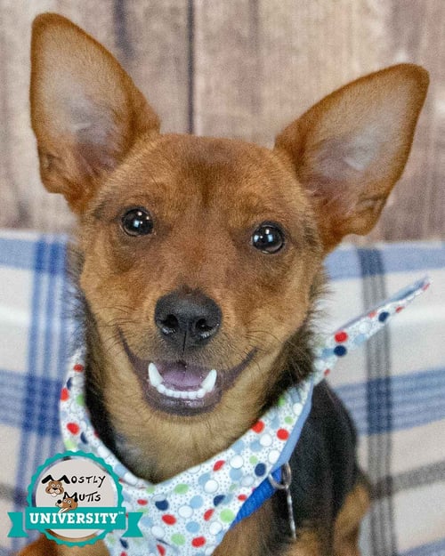 BRIX - Chihuahua available for adoption